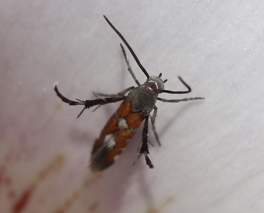 Aetole extraneella, California species