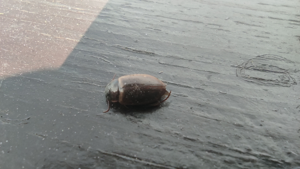 Agabus rumppi (Death Valley Agabus Diving Beetle), California species