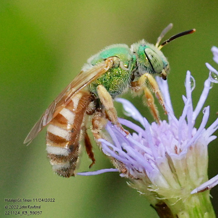 Agapostemon melliventris (Honey-tailed Striped Sweat Bee), California species
