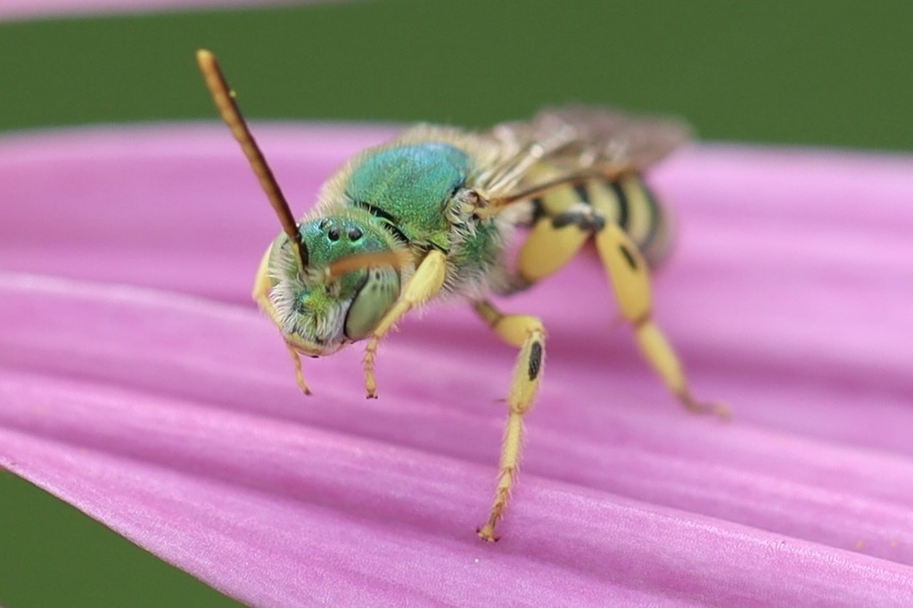 Agapostemon subtilior (Fine striped sweat bee), California species