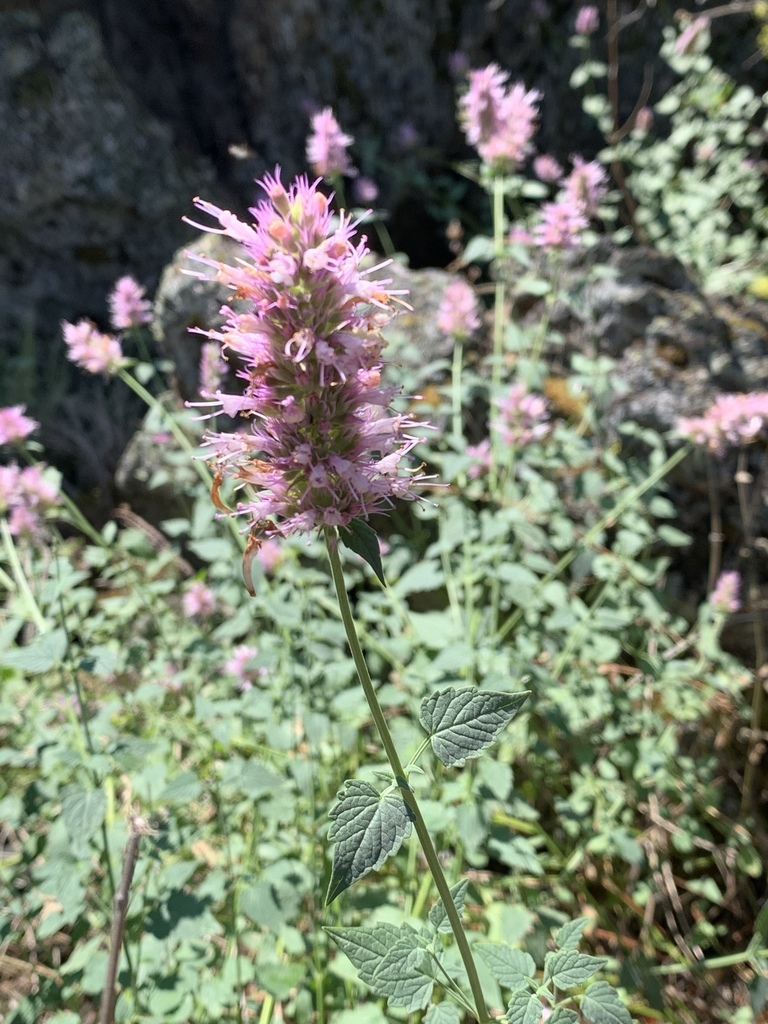 Agastache parvifolia (Small leaved horsemint), native California subshrub