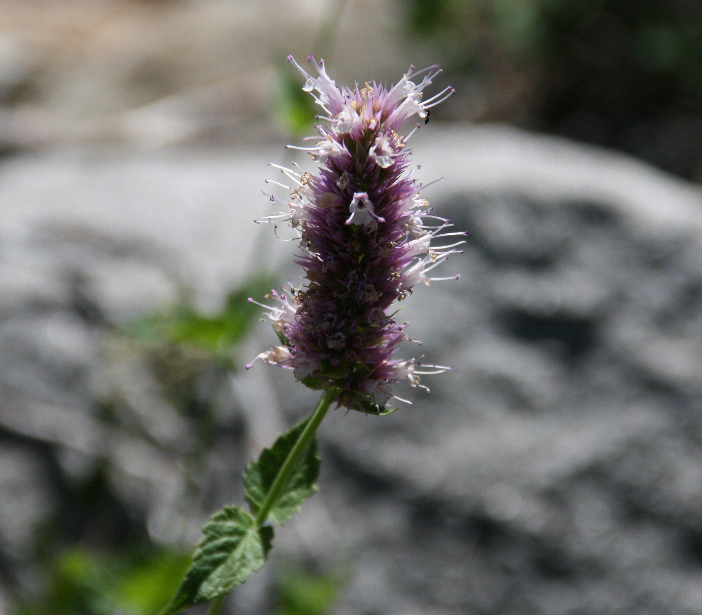 Agastache urticifolia (Horse mint), native California subshrub