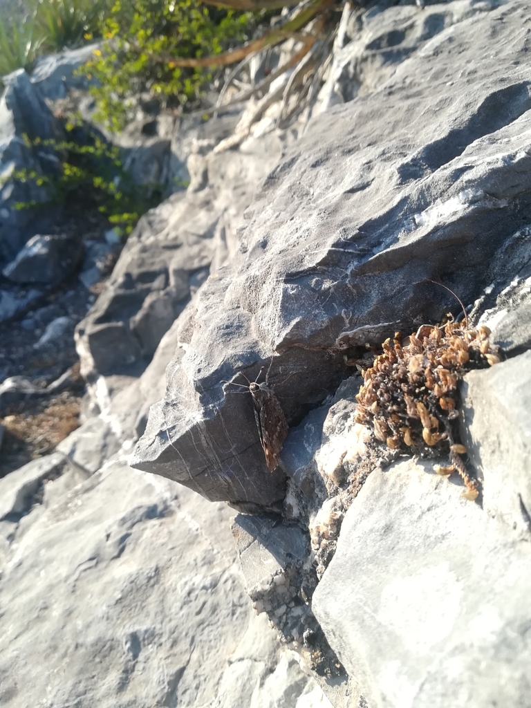 Agathymus gentryi (Gentry's Giant-Skipper), California species