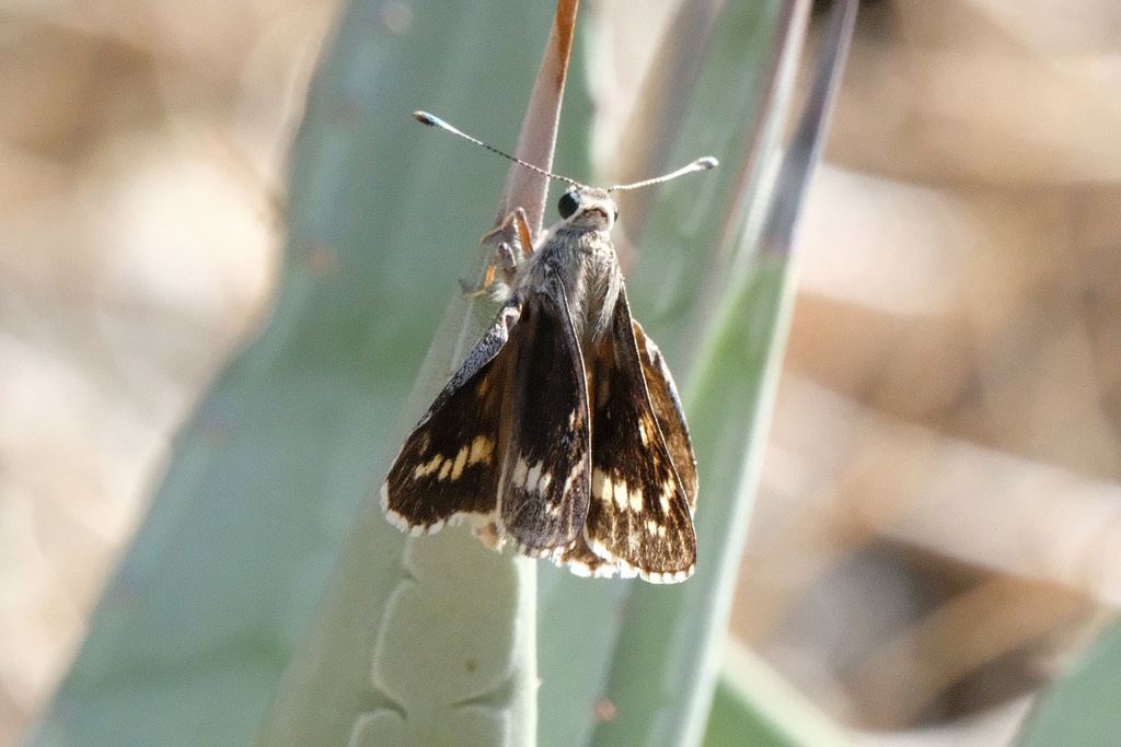 Agathymus stephensi (California Giant-Skipper), California species