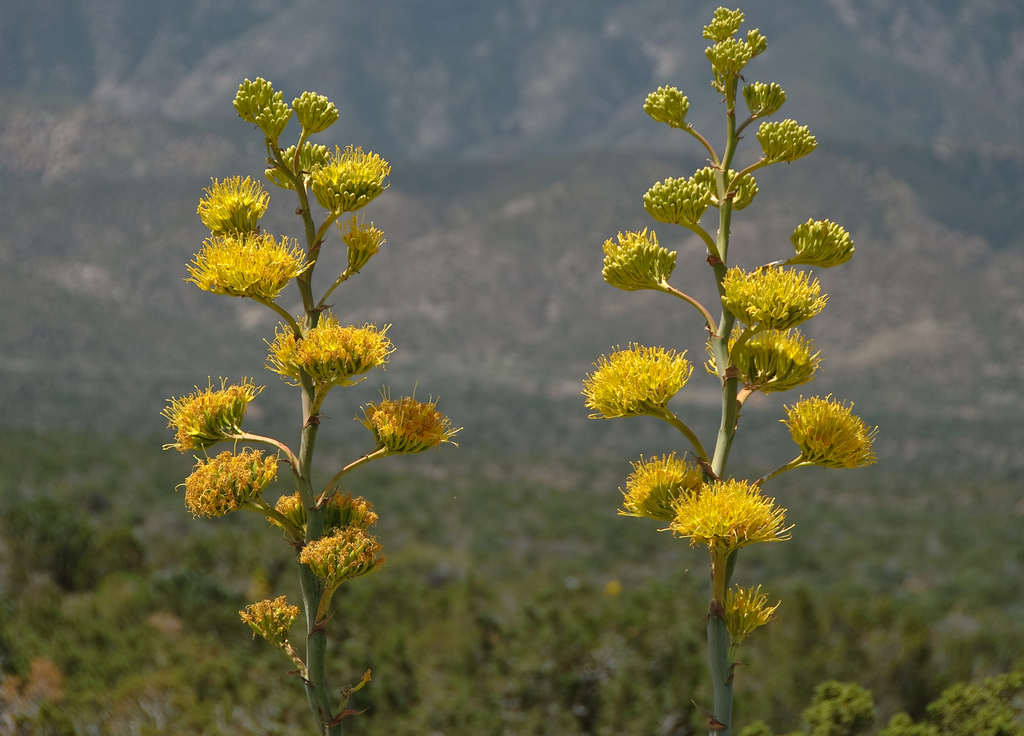 Agave deserti var. simplex (Simple desert agave), native California shrub