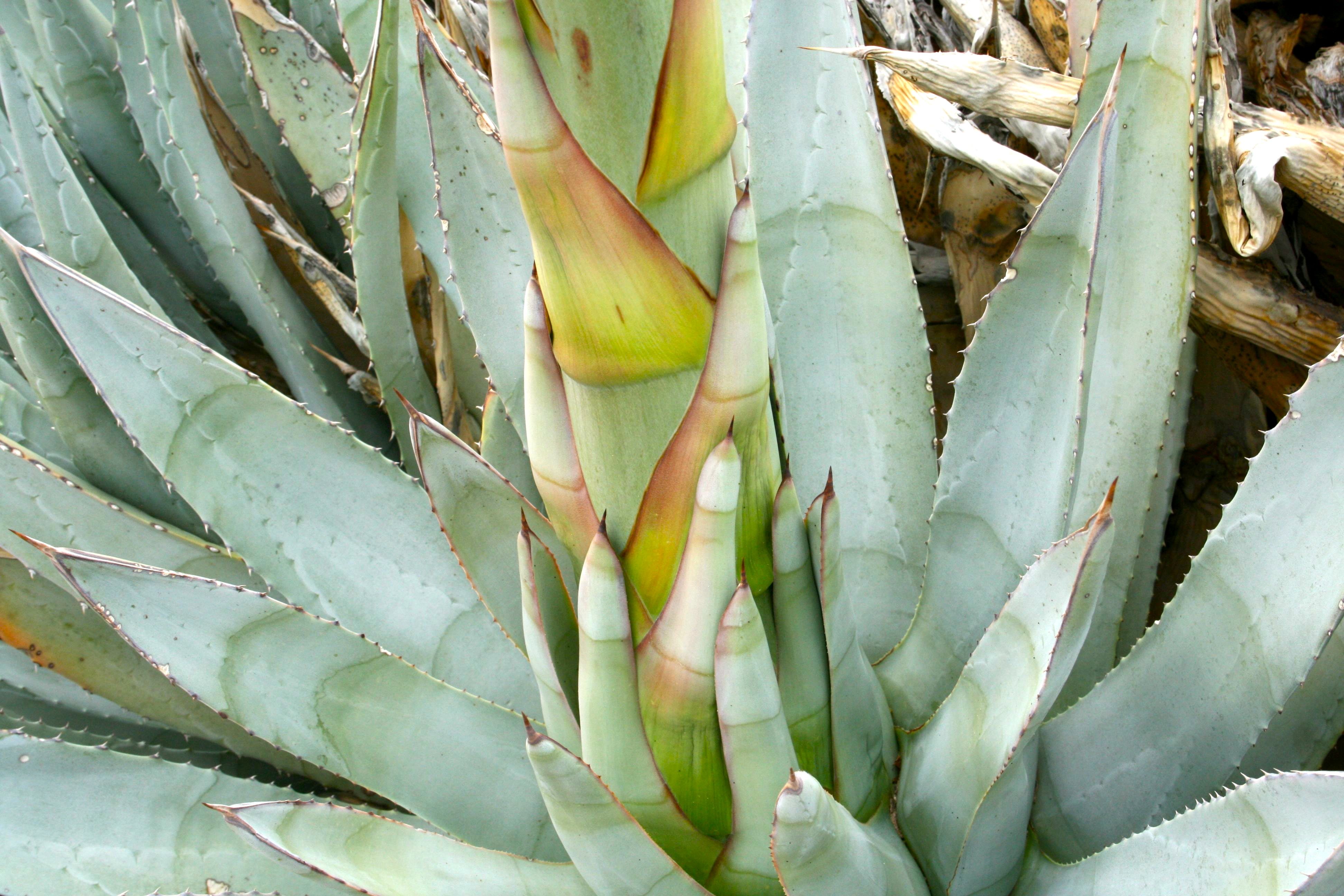 Agave deserti (Desert agave), native California shrub