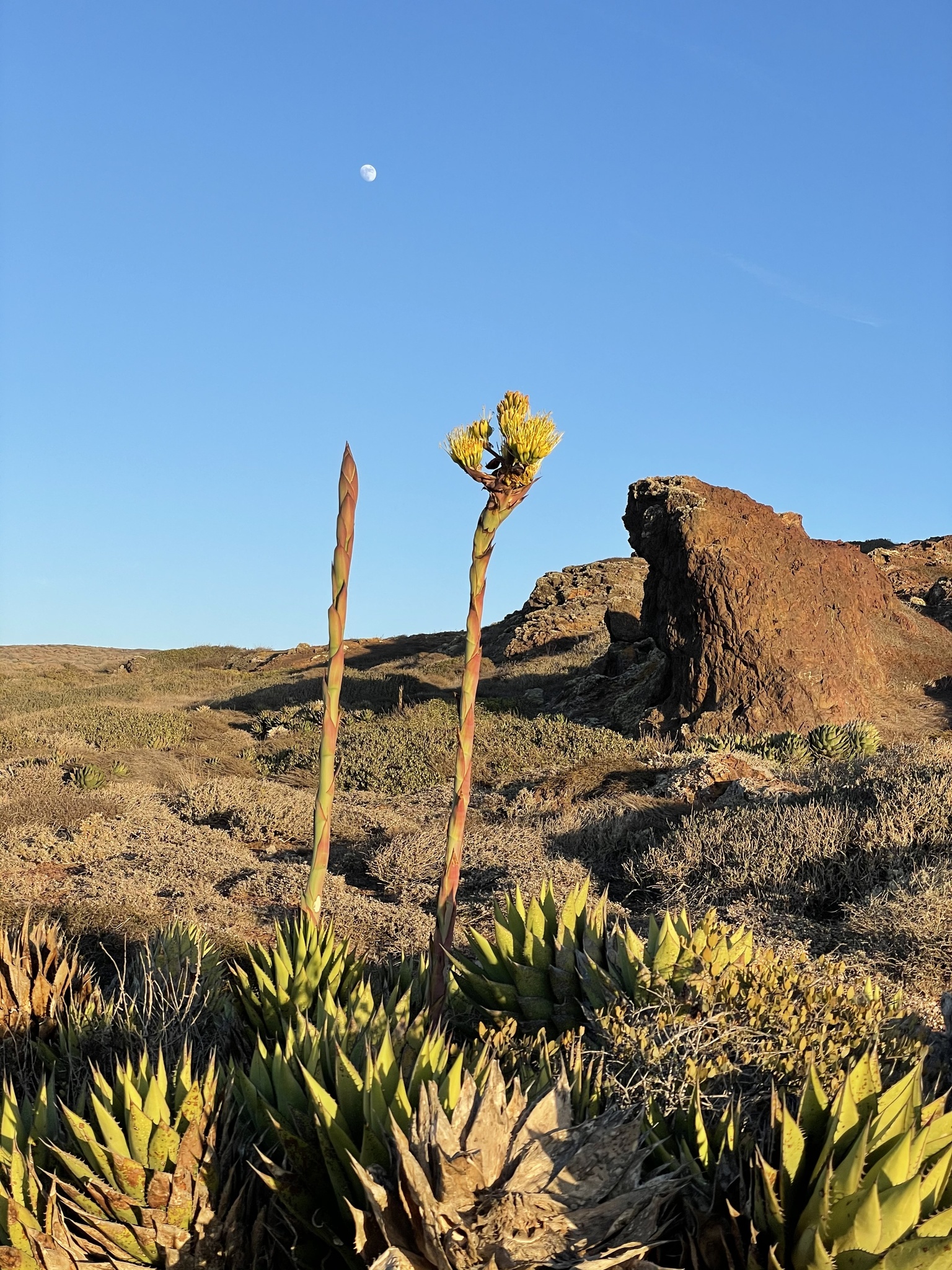 Agave shawii var. shawii (Shaw agave), native California shrub