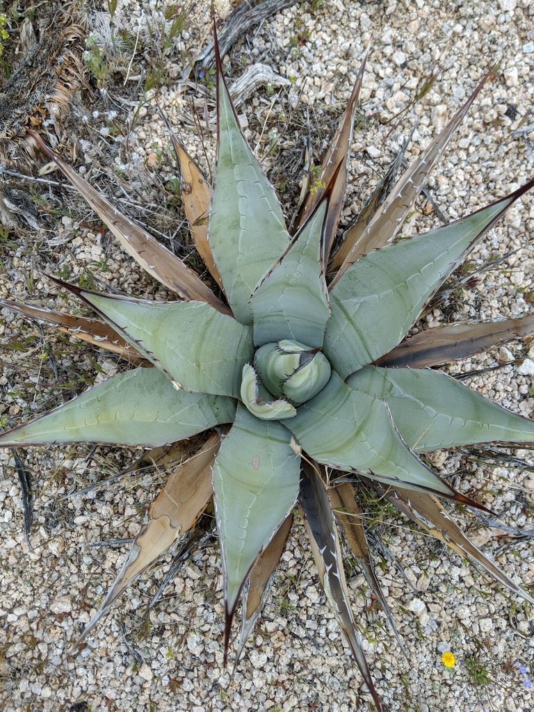 Agave simplex (lonesome agave), California species