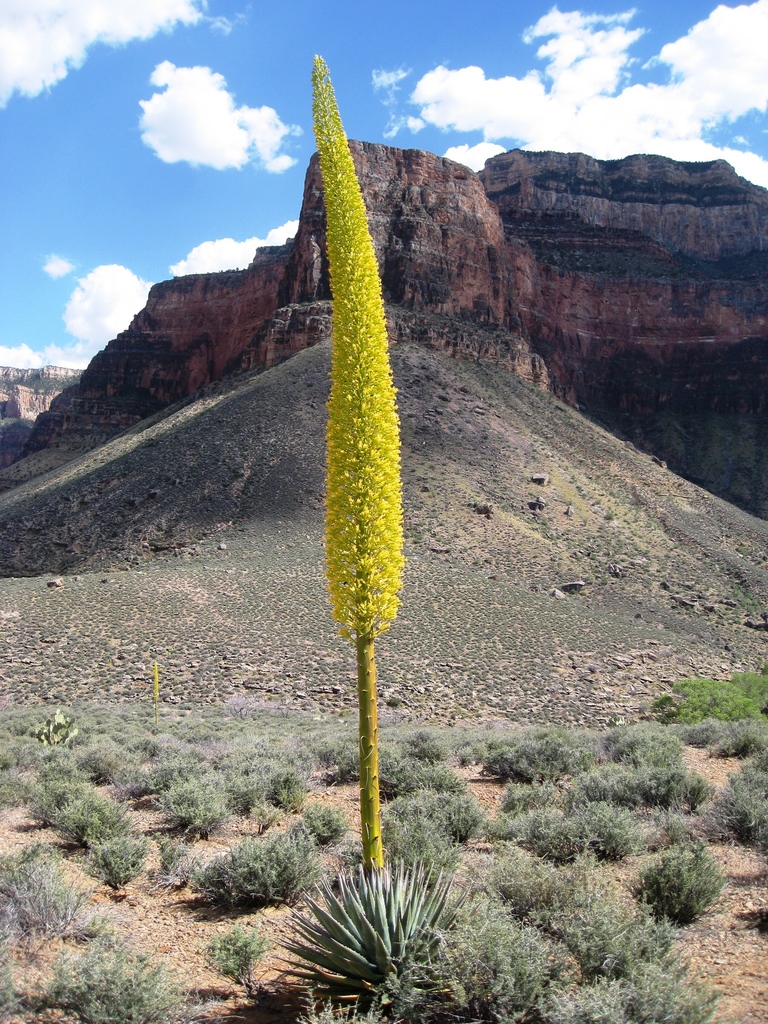 Agave utahensis var. eborispina (Ivory-spined agave), native California shrub