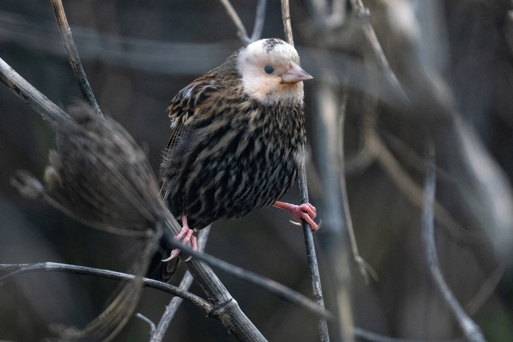 Agelaius phoeniceus (Red-winged Blackbird), California species