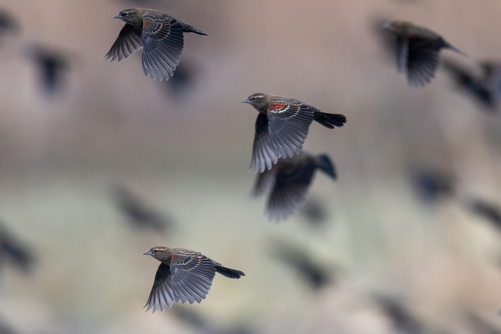 Agelaius tricolor (Tricolored blackbird), California species