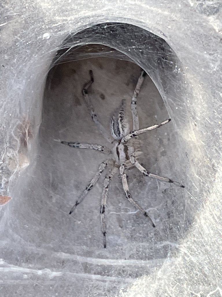 Agelenopsis aperta (Desert Grass Spider), California species