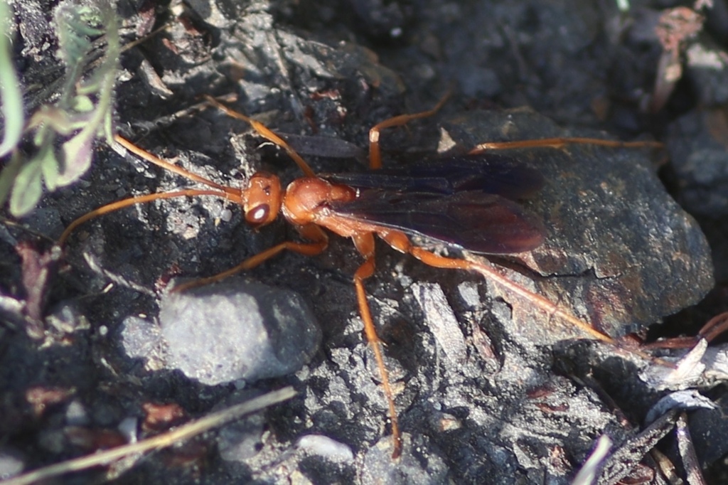 Ageniella coronata, California species
