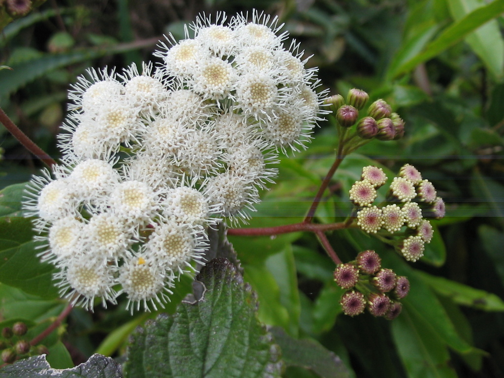 Ageratina adenophora (Crofton weed), non-native California subshrub