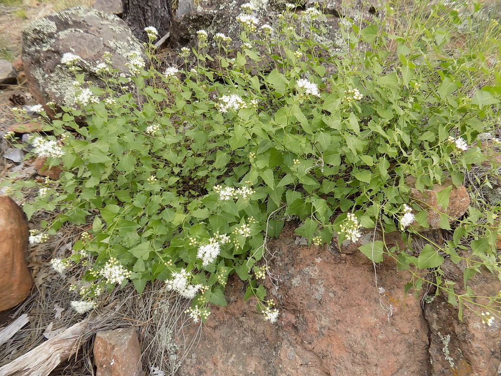 Ageratina herbacea (Desert ageratina), native California subshrub