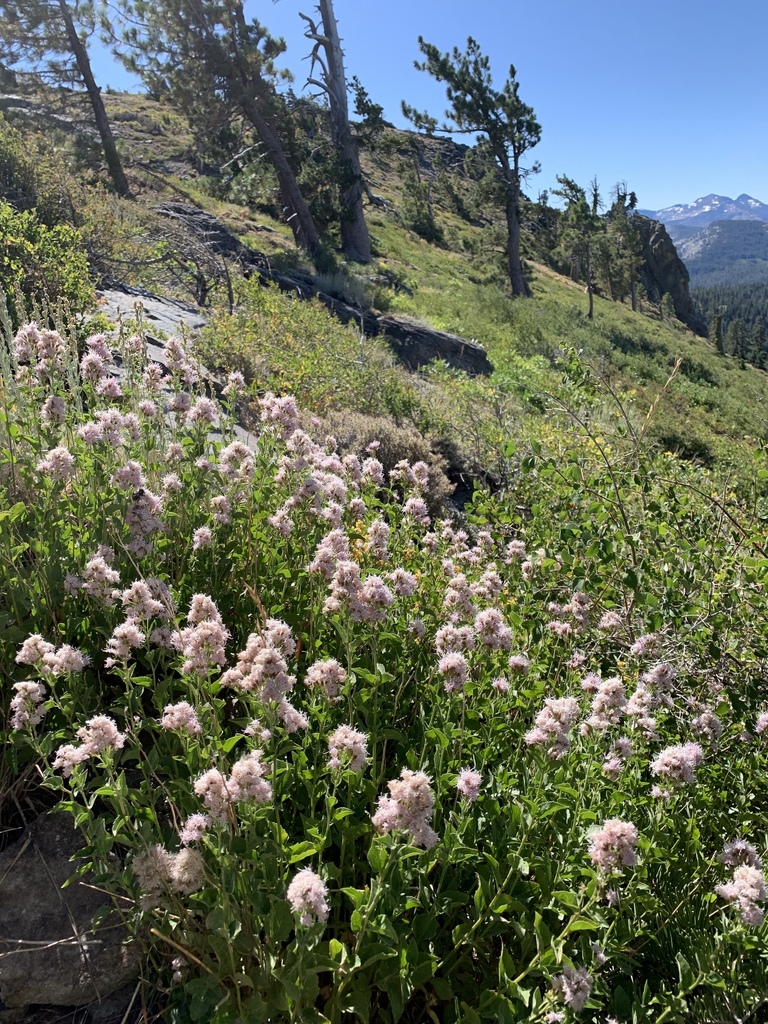 Ageratina occidentalis (Western snakeroot), native California subshrub