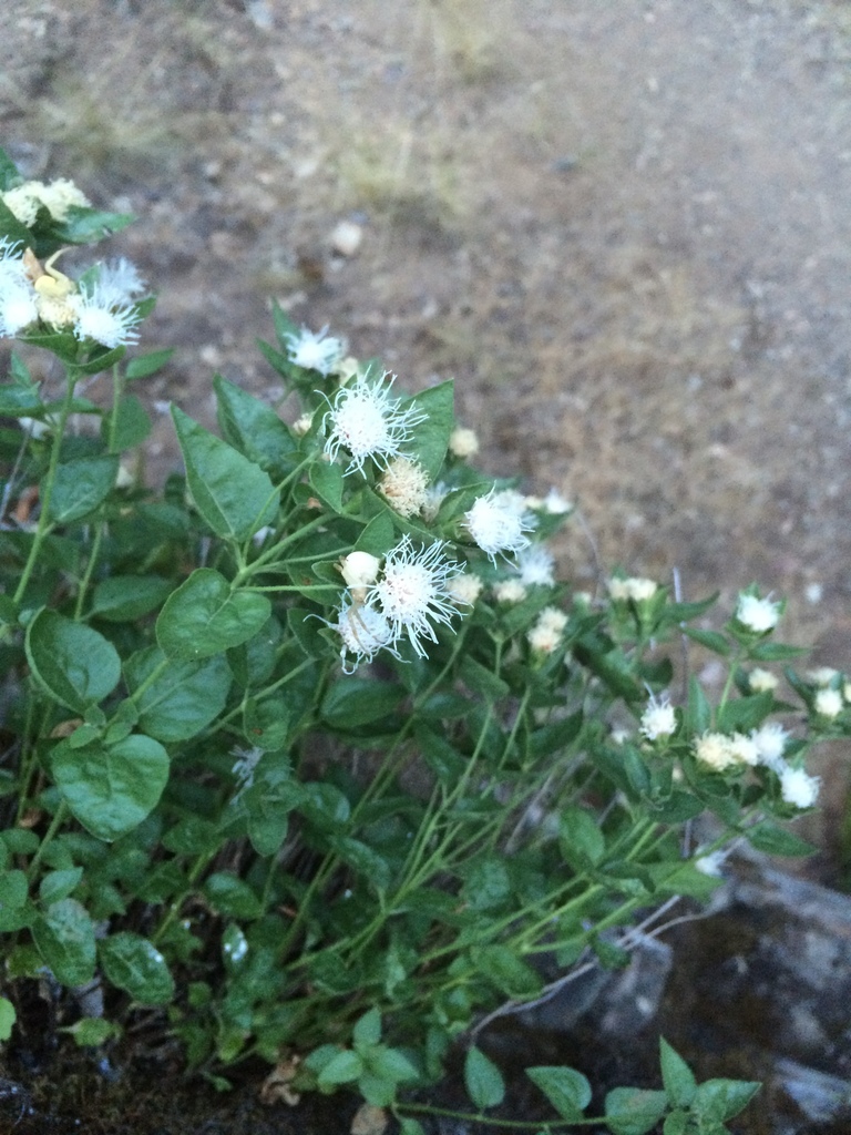 Ageratina shastensis (Shasta ageratina), native California subshrub