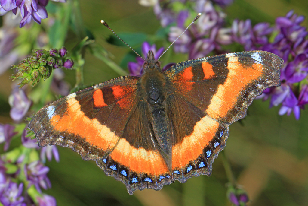 Aglais milberti (Milbert's Tortoiseshell), California species