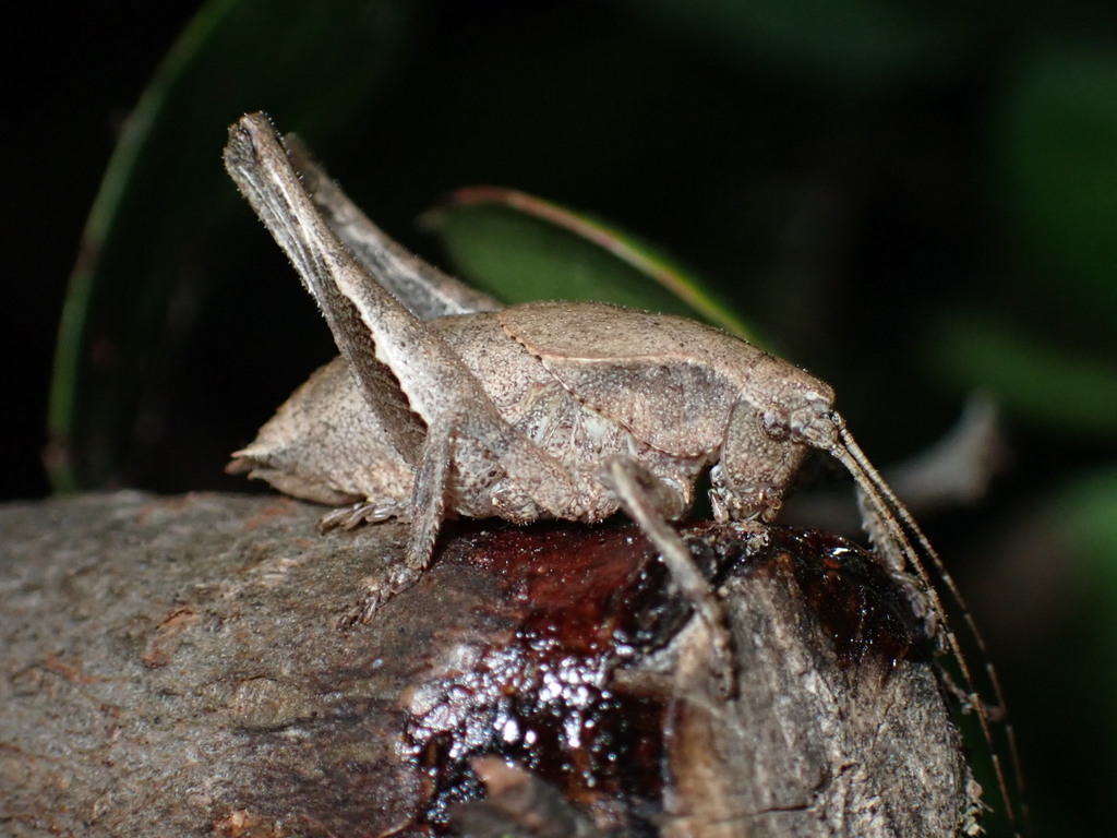 Aglaothorax longipennis (Santa Monica Shieldback Katydid), California species