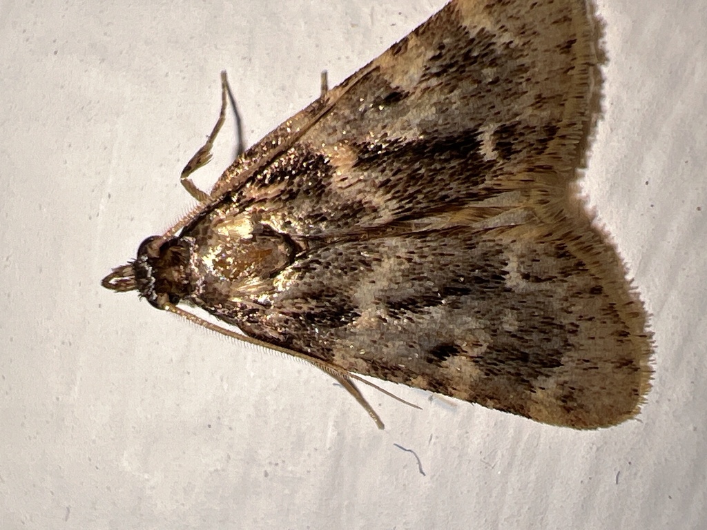 Aglossa acallalis, California species