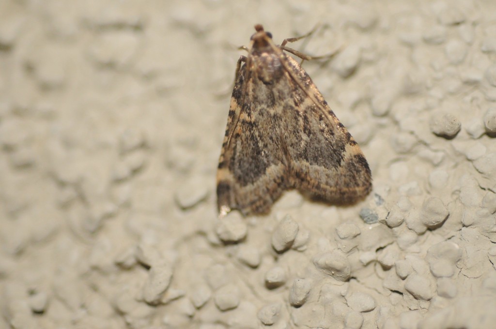 Aglossa cacamica, California species