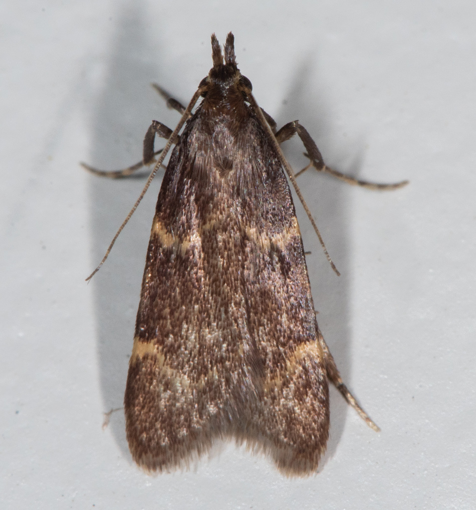 Aglossa electalis, California species