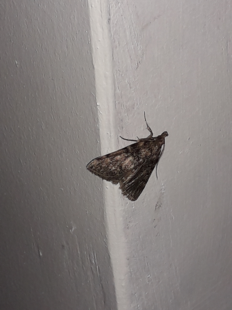 Aglossa pinguinalis (Large Tabby), California species
