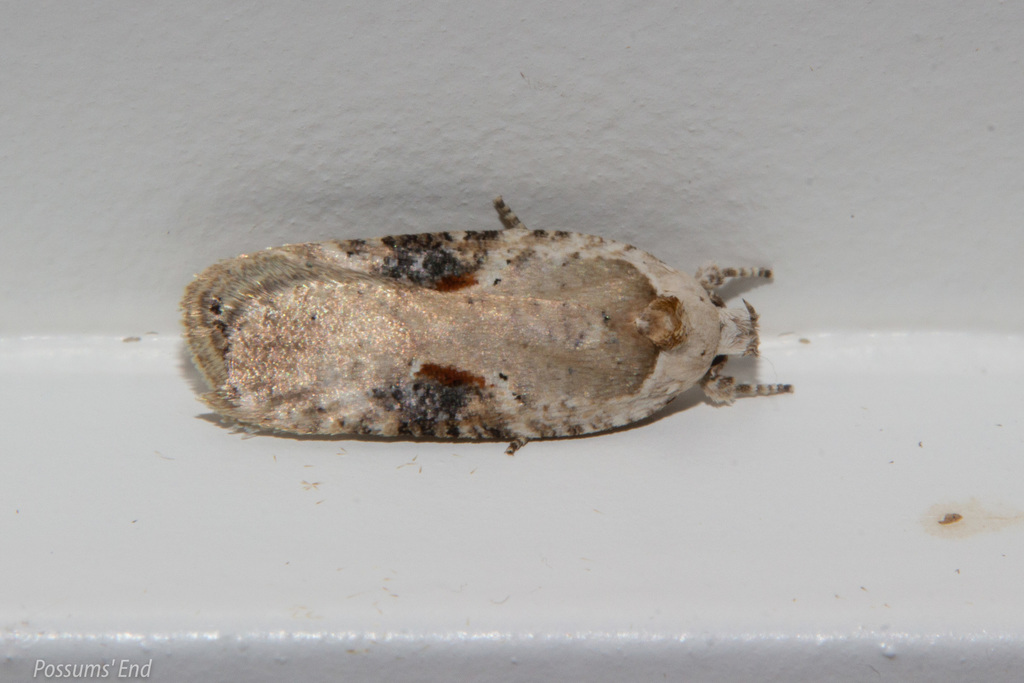 Agonopterix sabulella, California species