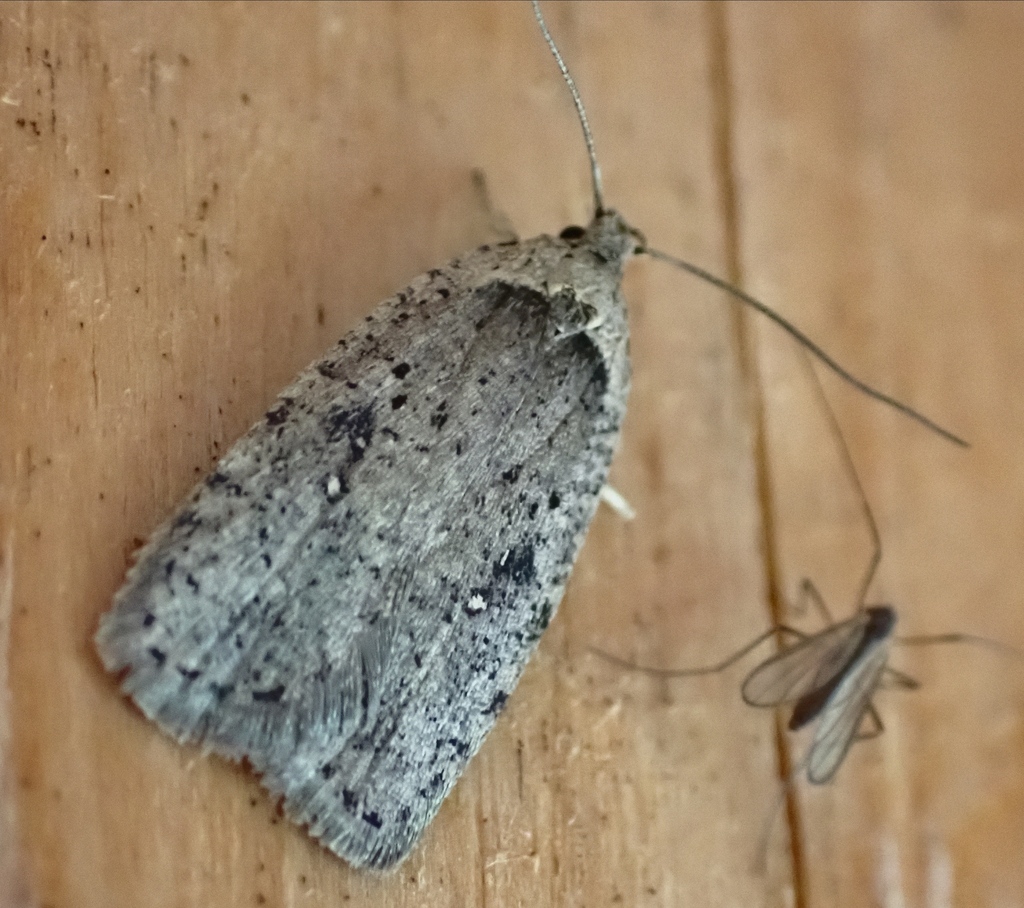 Agonopterix argillacea, California species