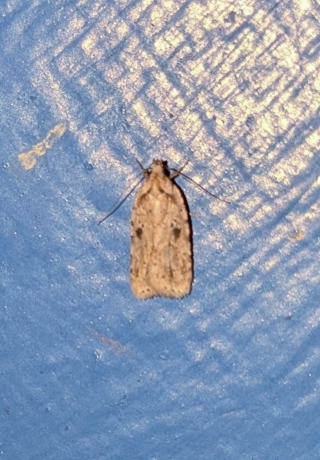 Agonopterix canadensis, California species