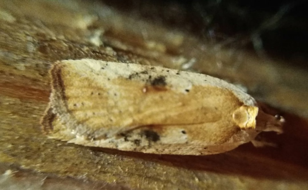 Agonopterix nervosa, California species