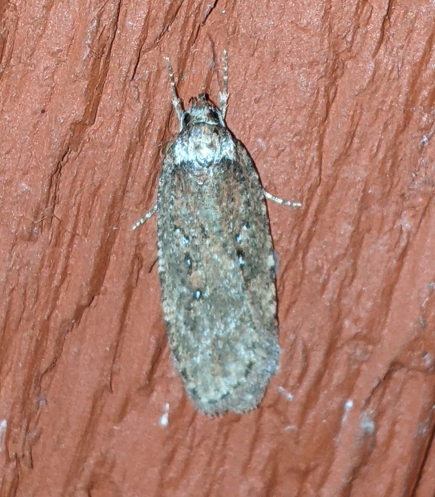 Agonopterix rosaciliella, California species