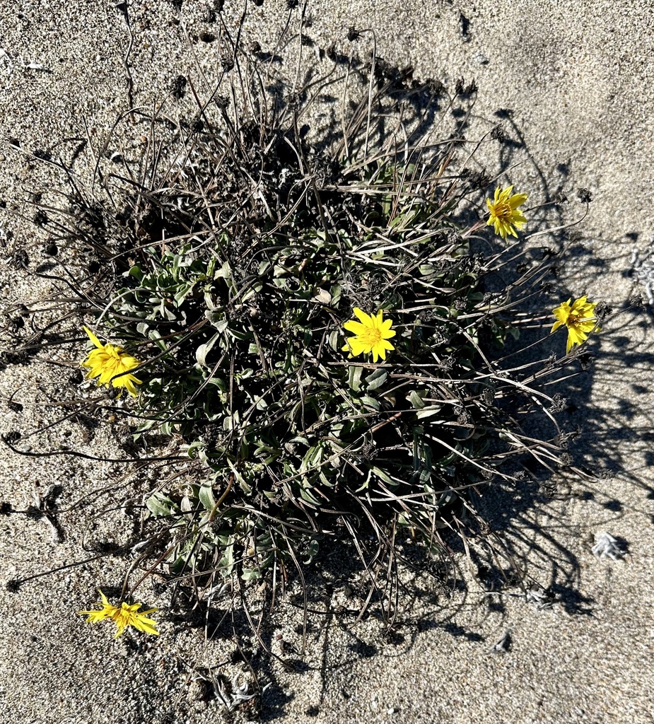 Agoseris apargioides — parent species of Agoseris apargioides var. eastwoodiae