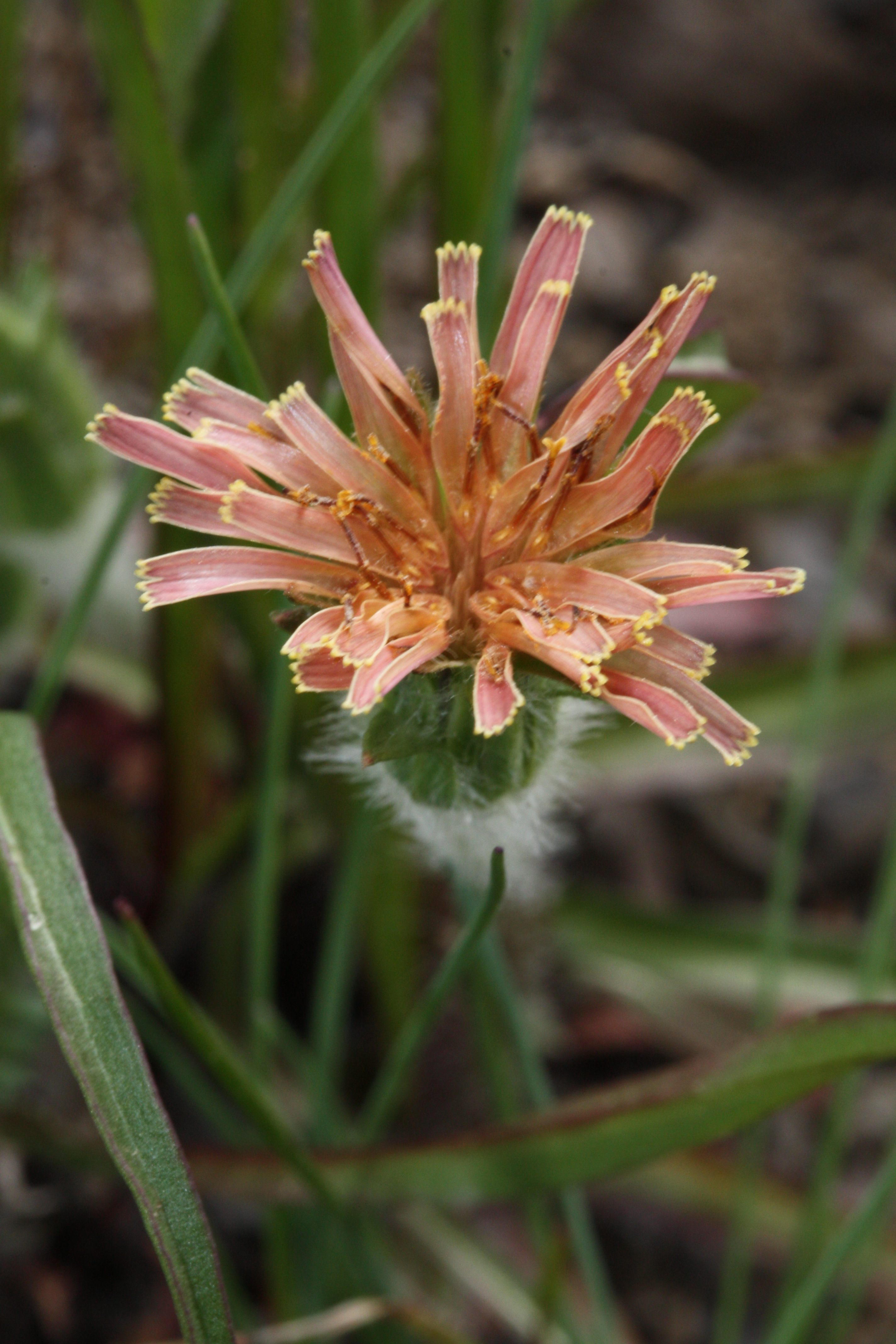 Agoseris aurantiaca var. aurantiaca (Orange agoseris), native California subshrub