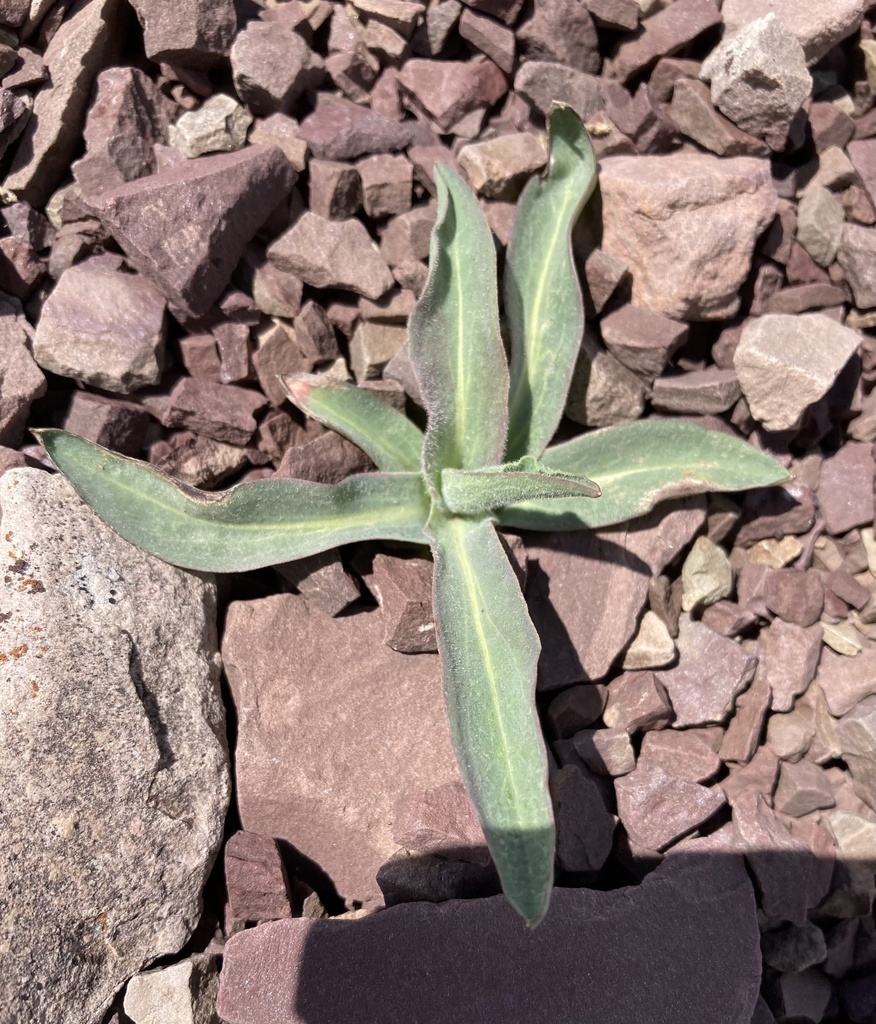 Agoseris glauca var. glauca (Pale agoseris), native California herb