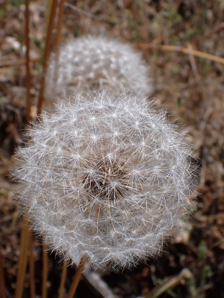 Agoseris grandiflora var. grandiflora (Giant mountain dandelion), native California perennial