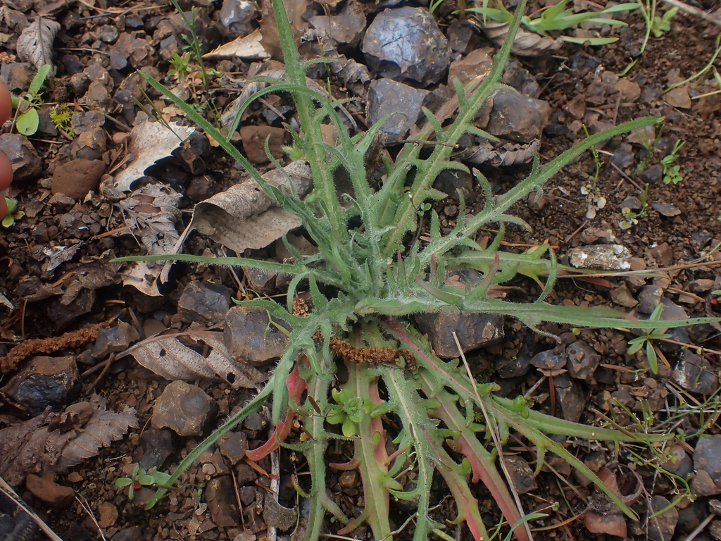 Agoseris grandiflora (Bigflower agoseris), native California herb