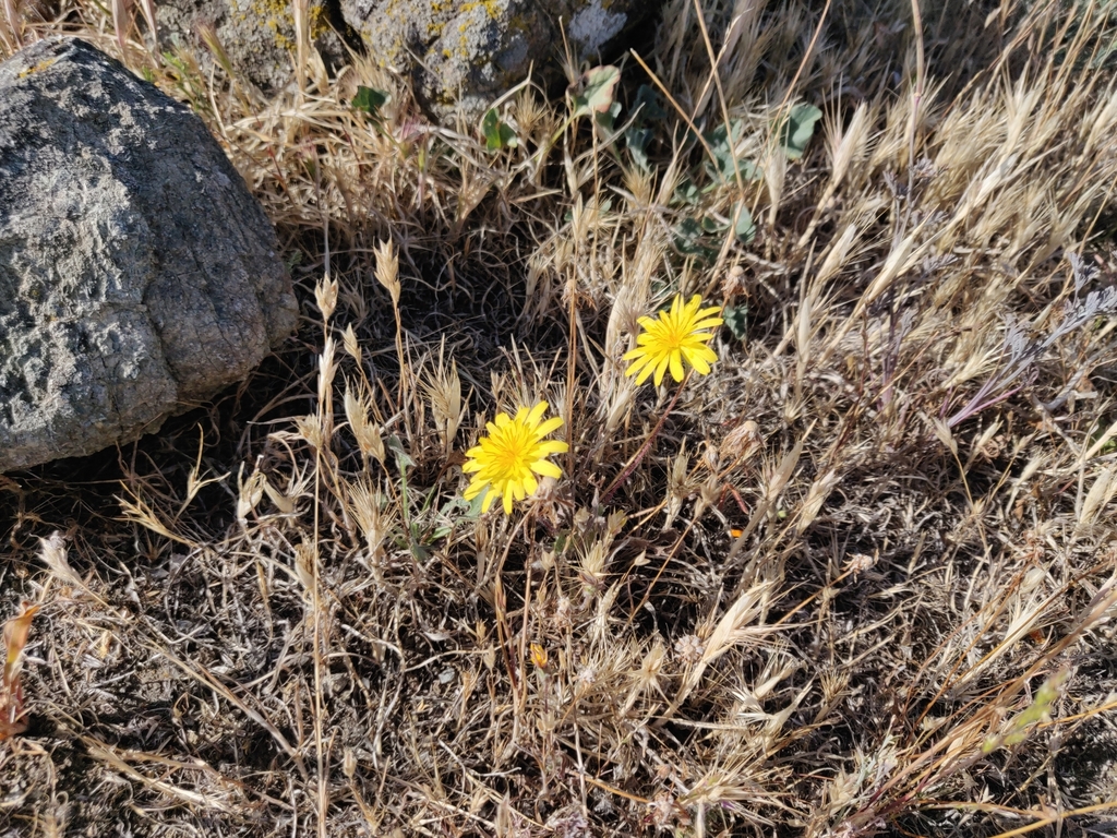 Agoseris heterophylla — parent species of Agoseris heterophylla var. cryptopleura