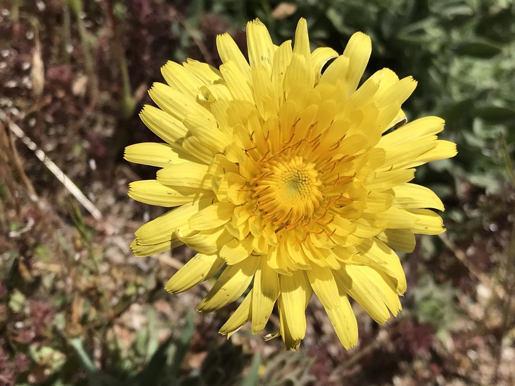 Agoseris hirsuta (Woolly goat chicory), native California perennial