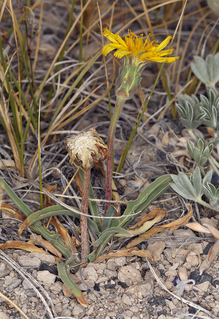 Agoseris monticola (Mountain agoseris), native California perennial