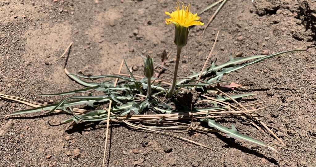 Agoseris parviflora (False dandelion), native California perennial