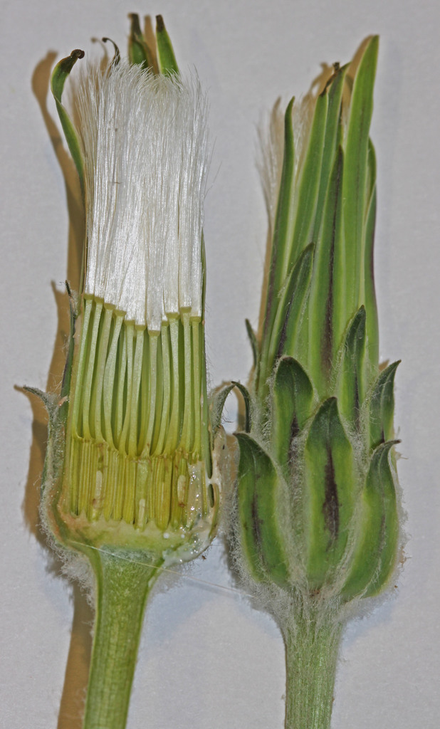 Agoseris retrorsa (Spear leaved agoseris), native California herb