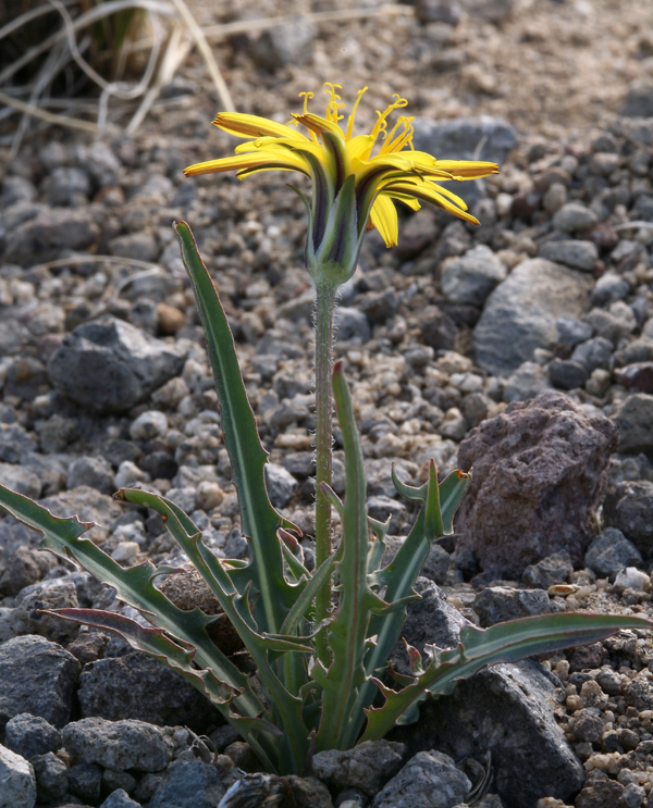 Agoseris sp., non-native California perennial