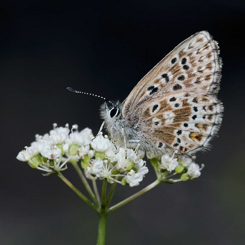 Agriades podarce (Sierra Blue), California species