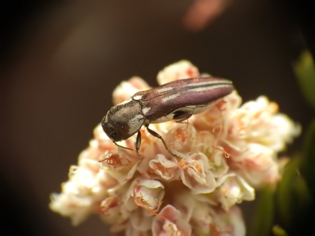 Agrilus blandus, California species