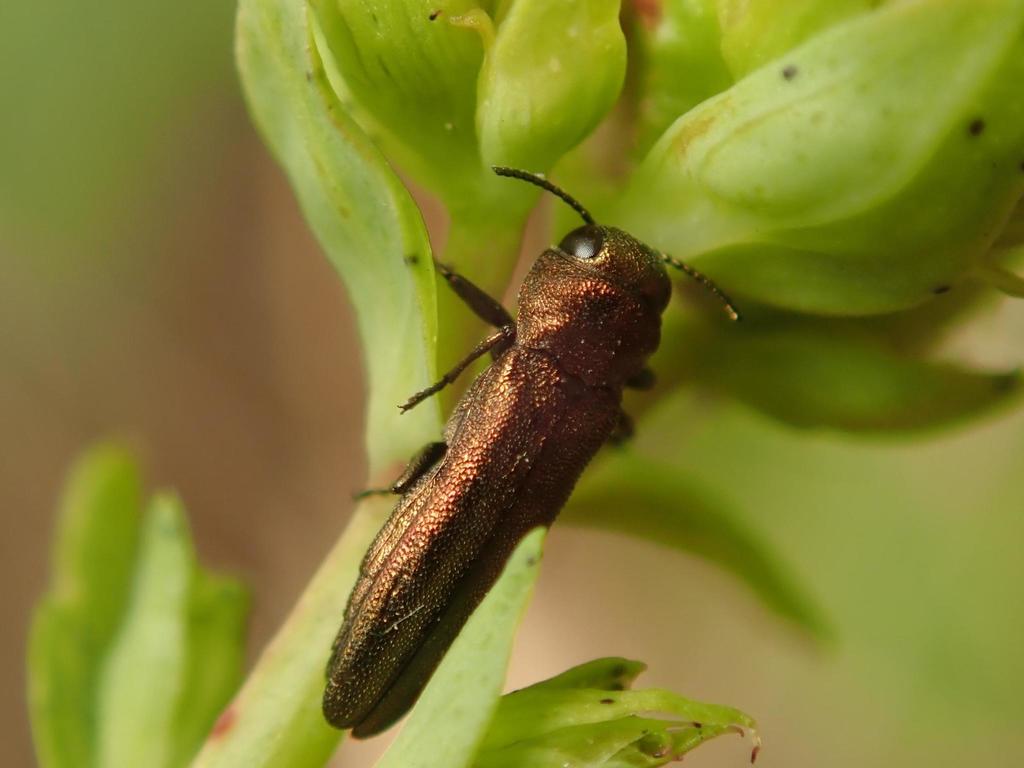 Agrilus harenus (Harenus Jewel Beetle), California species
