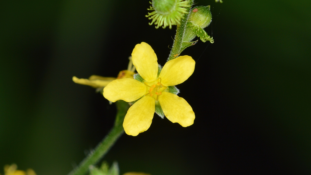 Agrimonia gryposepala (Common agrimony), native California herb