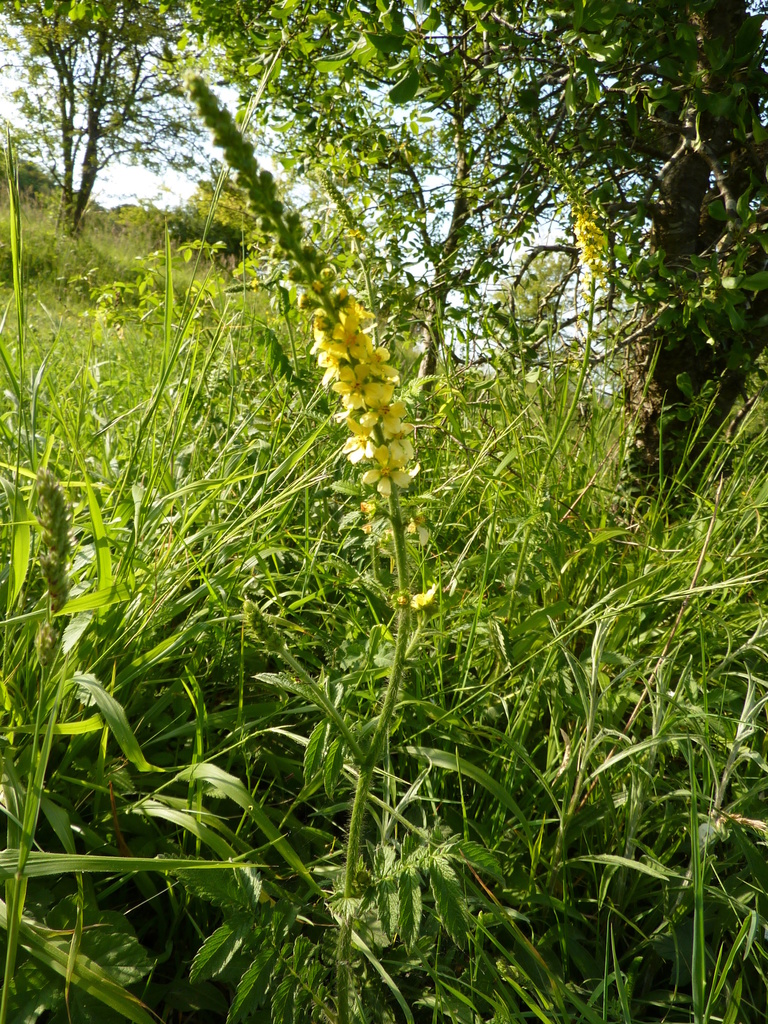 Agrimonia sp. (Agrimony), non-native California perennial