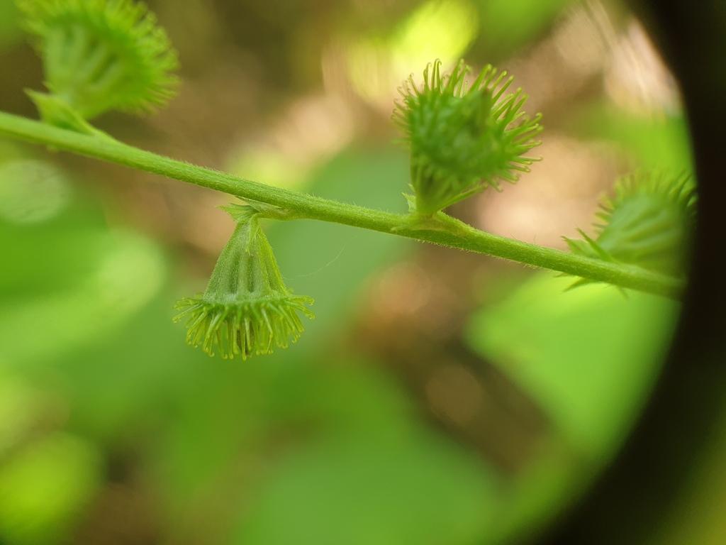 Agrimonia striata (Britton's agrimony), native California herb