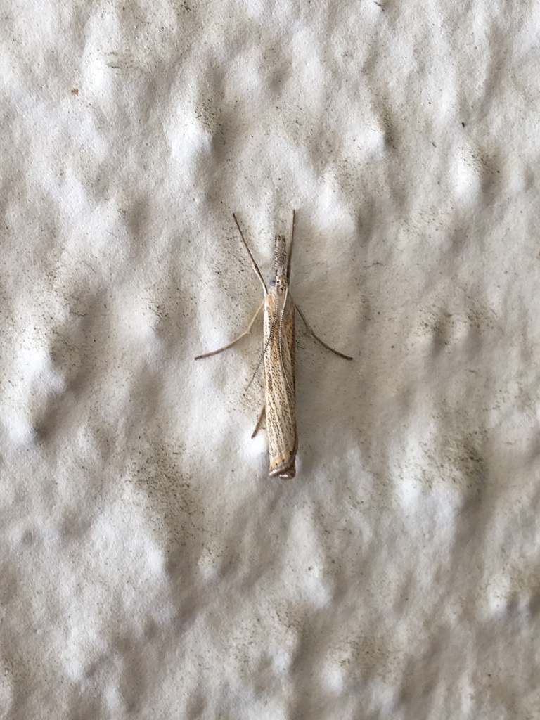 Agriphila attenuatus, California species